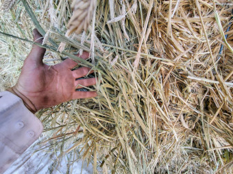 2026 barley hay