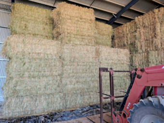 2026 barley hay