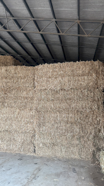Oaten Hay (New Season)