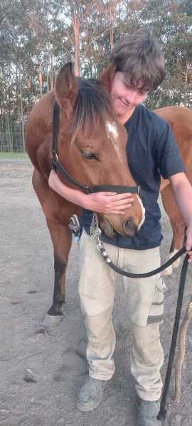 Gelding QH 15.2hh