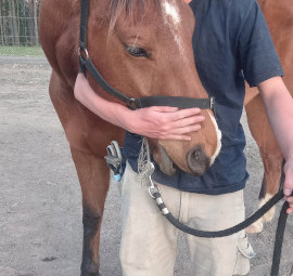 Gelding QH 15.2hh