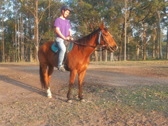 Gelding QH 15.2hh