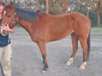 Gelding QH 15.2hh