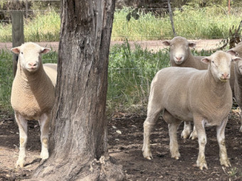3 Poll Dorset Rams
