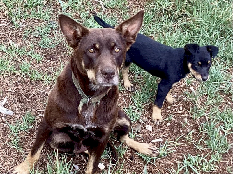 Kelpie Pups x 3