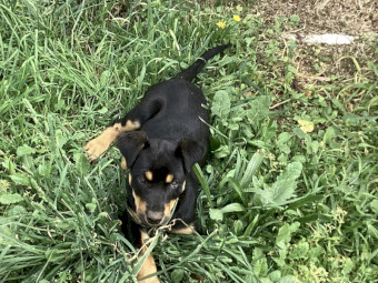 Kelpie Pups x 3