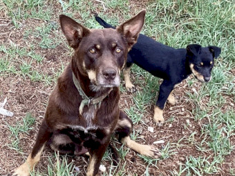Kelpie Pups x 3