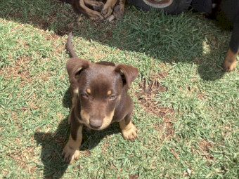 Kelpie Pups x 3