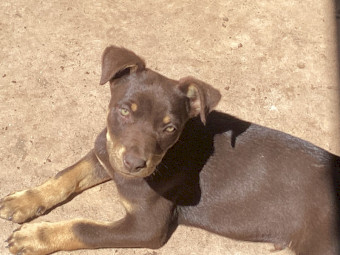 Kelpie Pups x 3