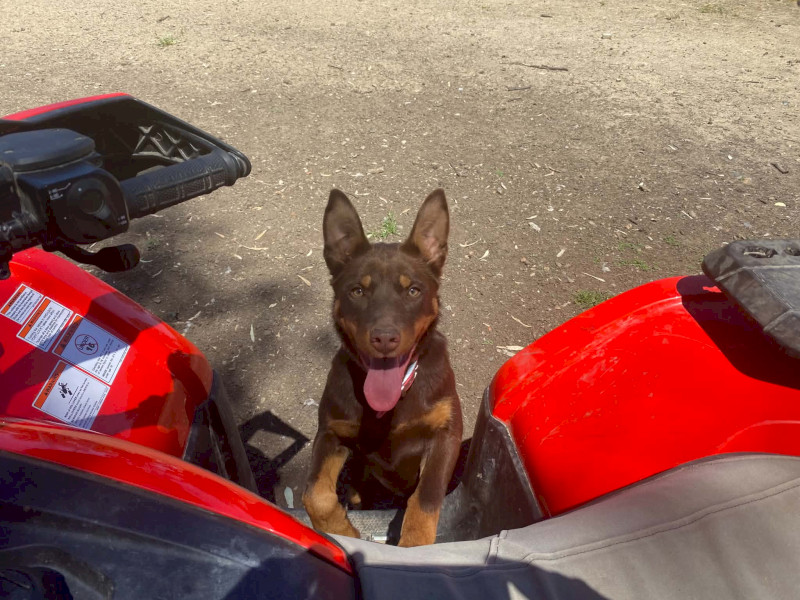 Kelpie - 5 months old