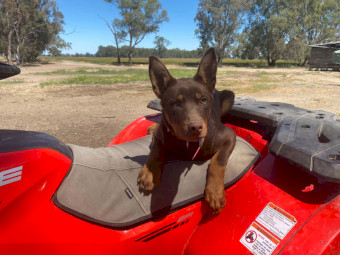 Kelpie - 5 months old