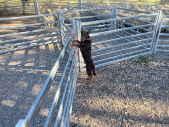 Kelpie - 5 months old