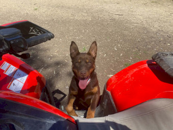 Kelpie - 5 months old