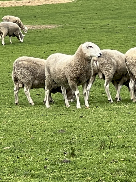 Border Leicester Rams