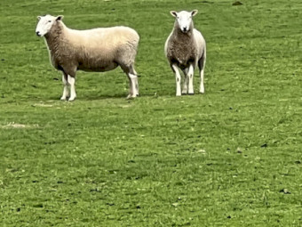 Border Leicester Rams