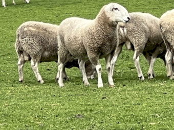 Border Lecister rams 