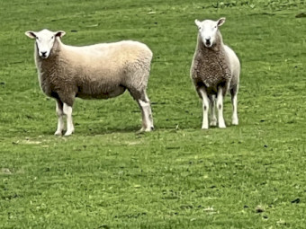 Border Leicester Rams