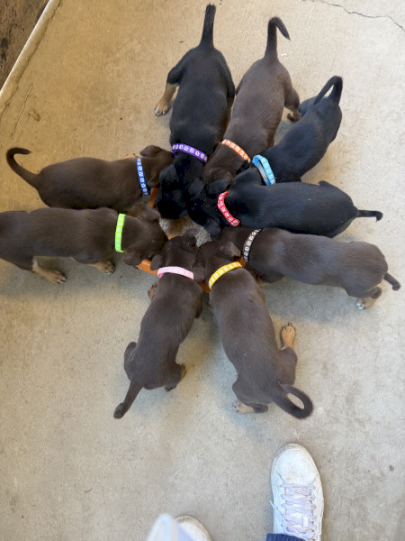 Australian Kelpie pups