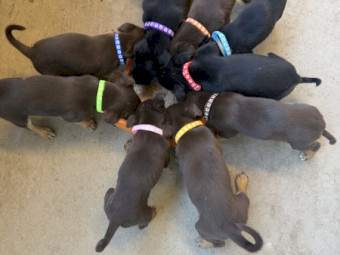 Australian Kelpie pups