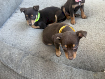 Australian Kelpie pups