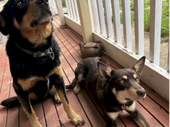 Australian Kelpie pups