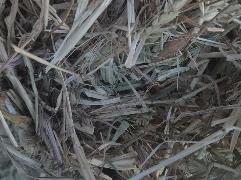 Wheaten hay