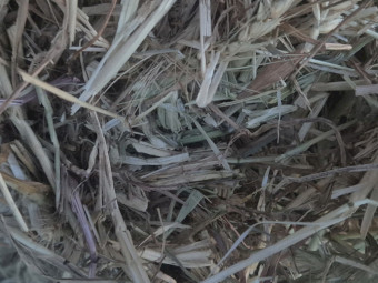 Wheaten hay