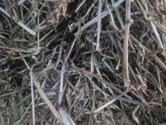 Vetch hay '26 8x4x3 730kg