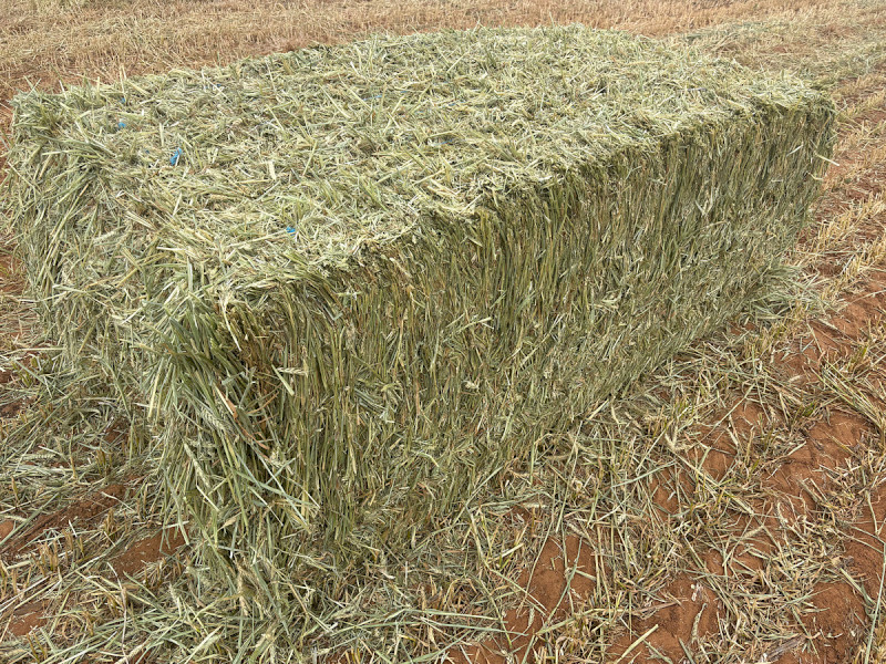 ‘26 Wheaten Hay