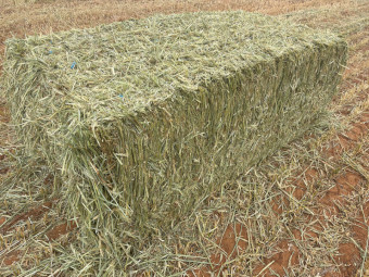 ‘26 Wheaten Hay