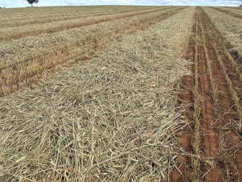 ‘26 Wheaten Hay