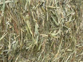 ‘26 Wheaten Hay