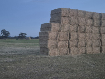 Wheaten hay 700kg Beware Super El Nino