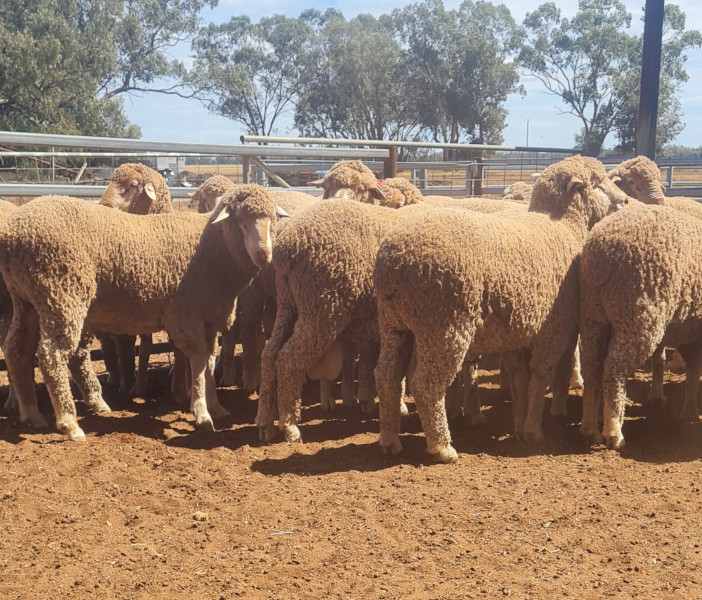 2025 DROP THOMPSON POLL MERINO STUD RAMS FOR SALE