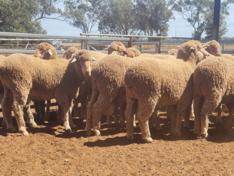 2025 DROP THOMPSON POLL MERINO STUD RAMS FOR SALE