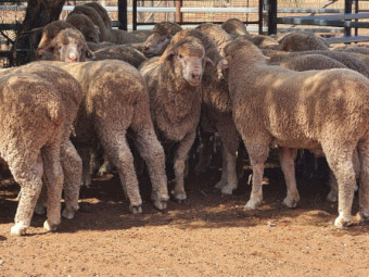2025 DROP THOMPSON POLL MERINO STUD RAMS FOR SALE