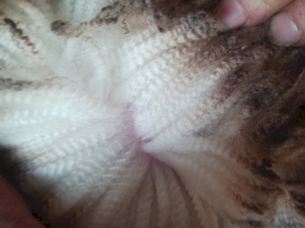 2025 DROP THOMPSON POLL MERINO STUD RAMS FOR SALE
