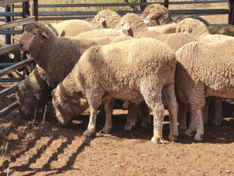 2025 DROP THOMPSON POLL MERINO STUD RAMS FOR SALE
