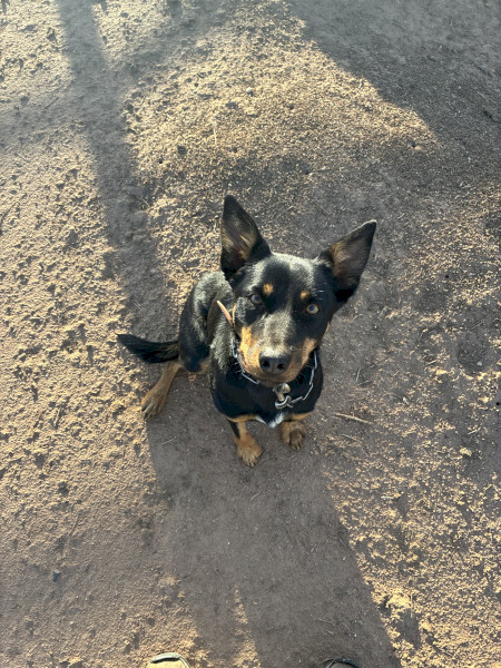 2 year old broken in kelpie bitch