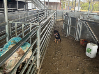 2 year old broken in kelpie bitch