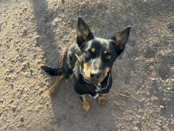 2 year old broken in kelpie bitch