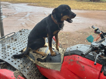 2 year old broken in kelpie bitch