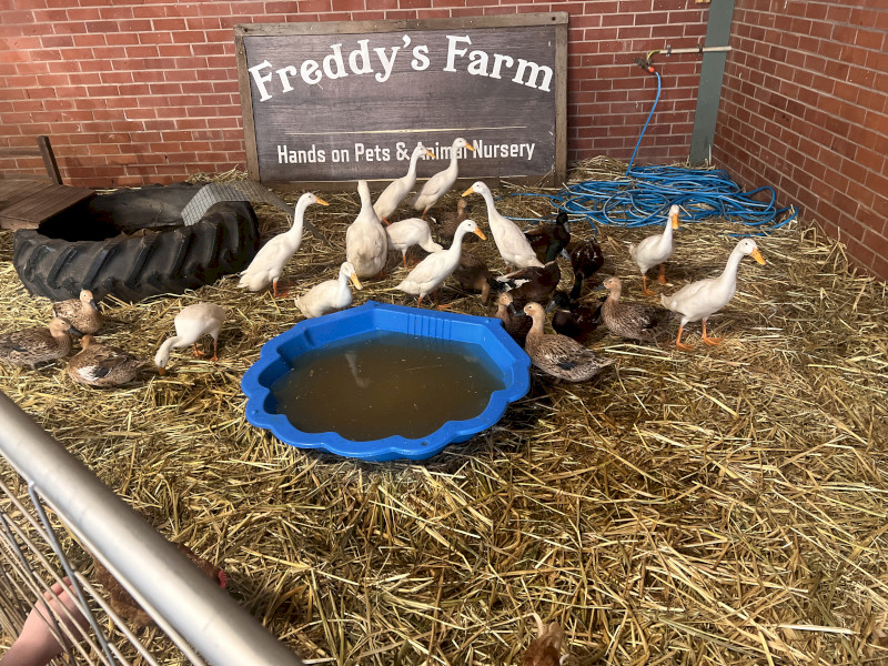 Looking for flightless Ducks !!WANTED!!