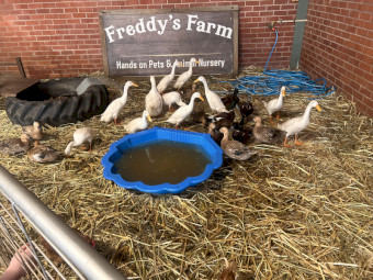 Looking for flightless Ducks !!WANTED!!