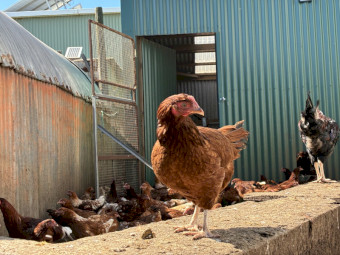 POINT OF LAY ISA BROWN HENS
