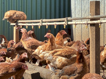 POINT OF LAY ISA BROWN HENS