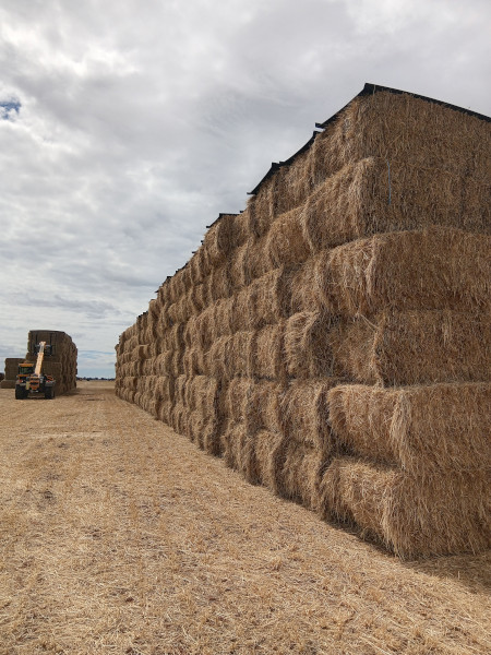 Lucerne hay And Oaten Hay