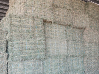 Lucerne hay And Oaten Hay