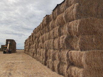 Lucerne hay And Oaten Hay