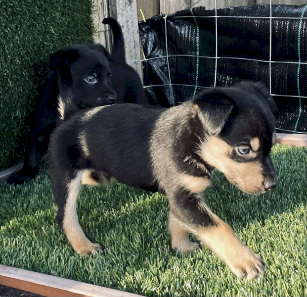 Purebred Australian Kelpie Puppies from Victorian Working Stock Lines